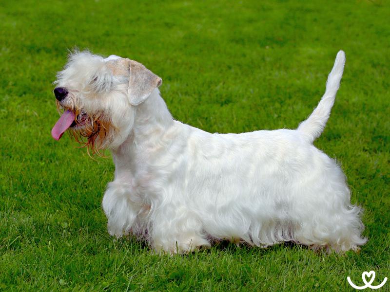 Plemeno-sealyham-terier (1)